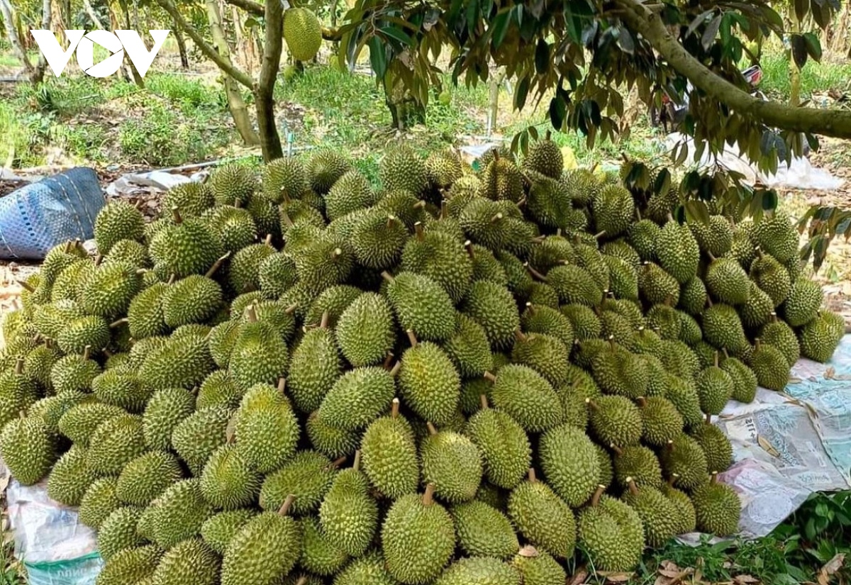 Durian is one of the major hard currency earners of Vietnam