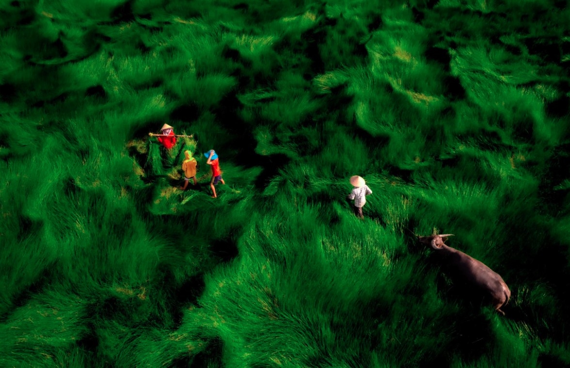 “Trên cánh đồng cỏ năng” by Bui Van Hai