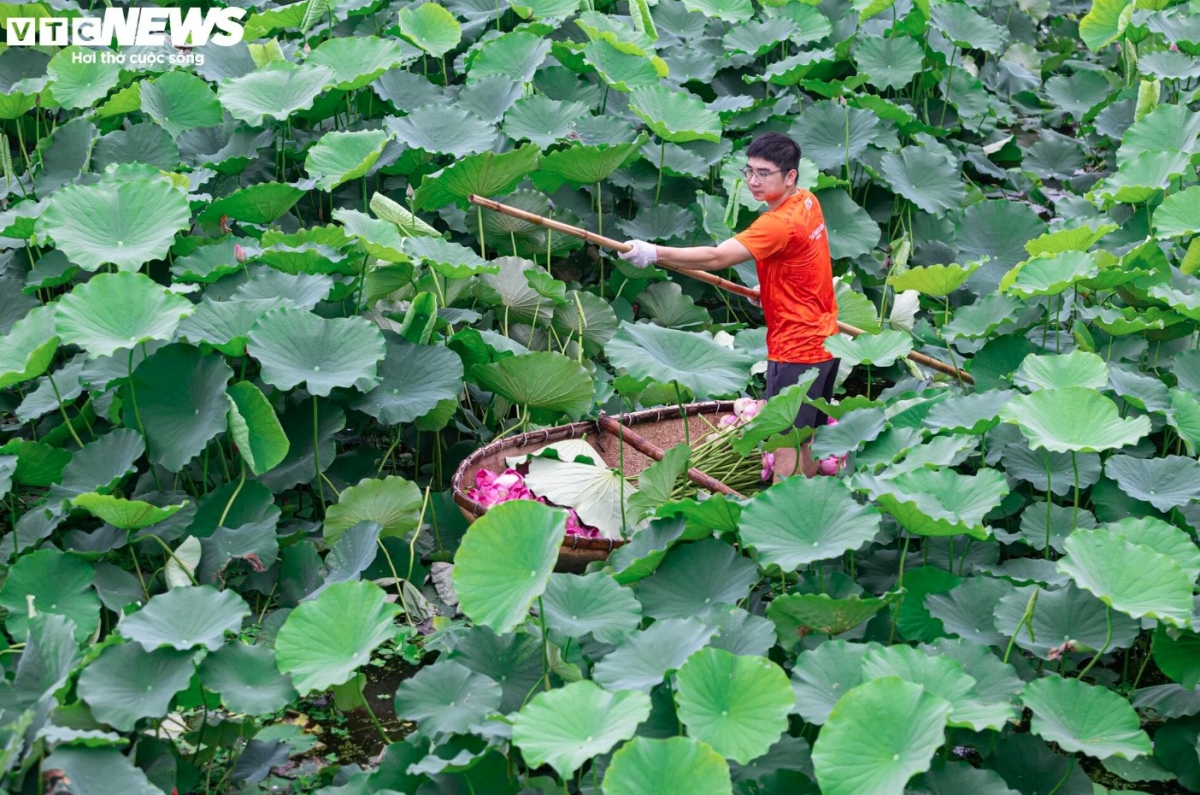 The lotus harvesting season in West Lake usually starts in May and ends in July.