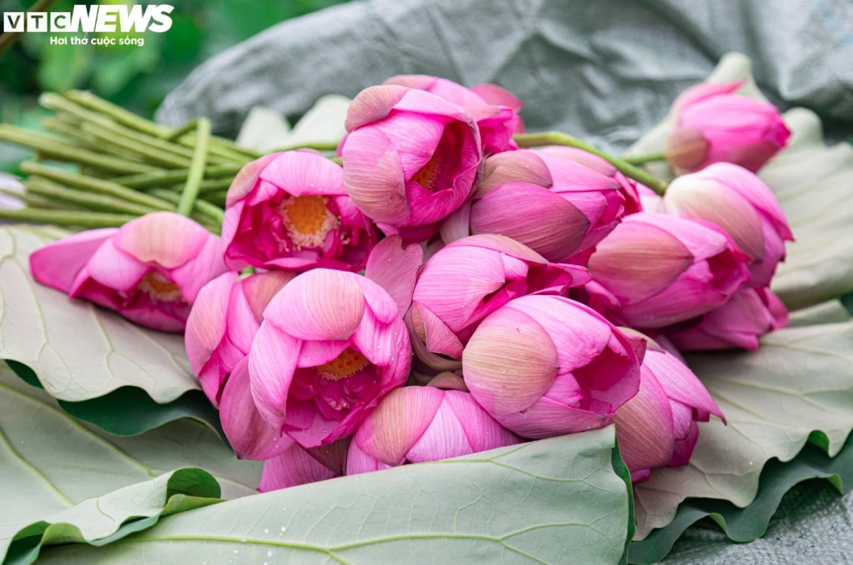 During early morning in the summer, local villagers bring lotus flowers back home which they pick from West Lake in Tay Ho district.