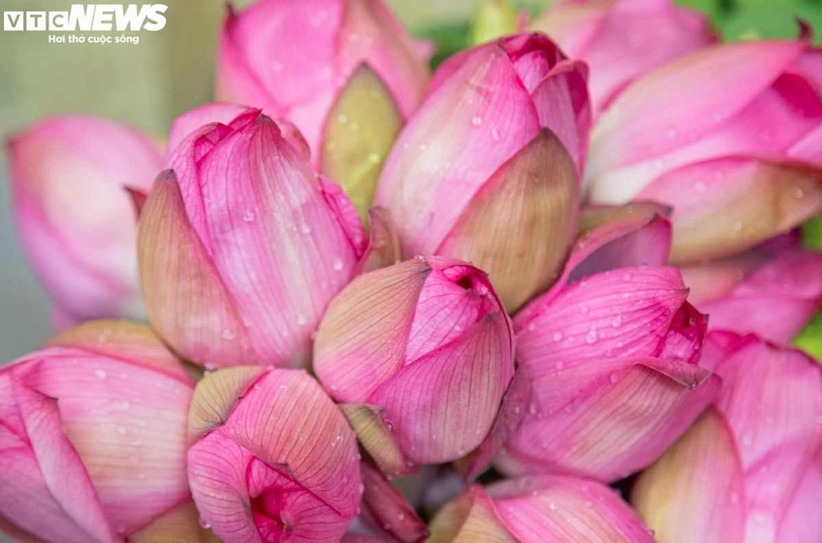 Bach Diep lotus is a famous lotus flower variety of the capital which is notable for being a light, large, and fragrant flower.