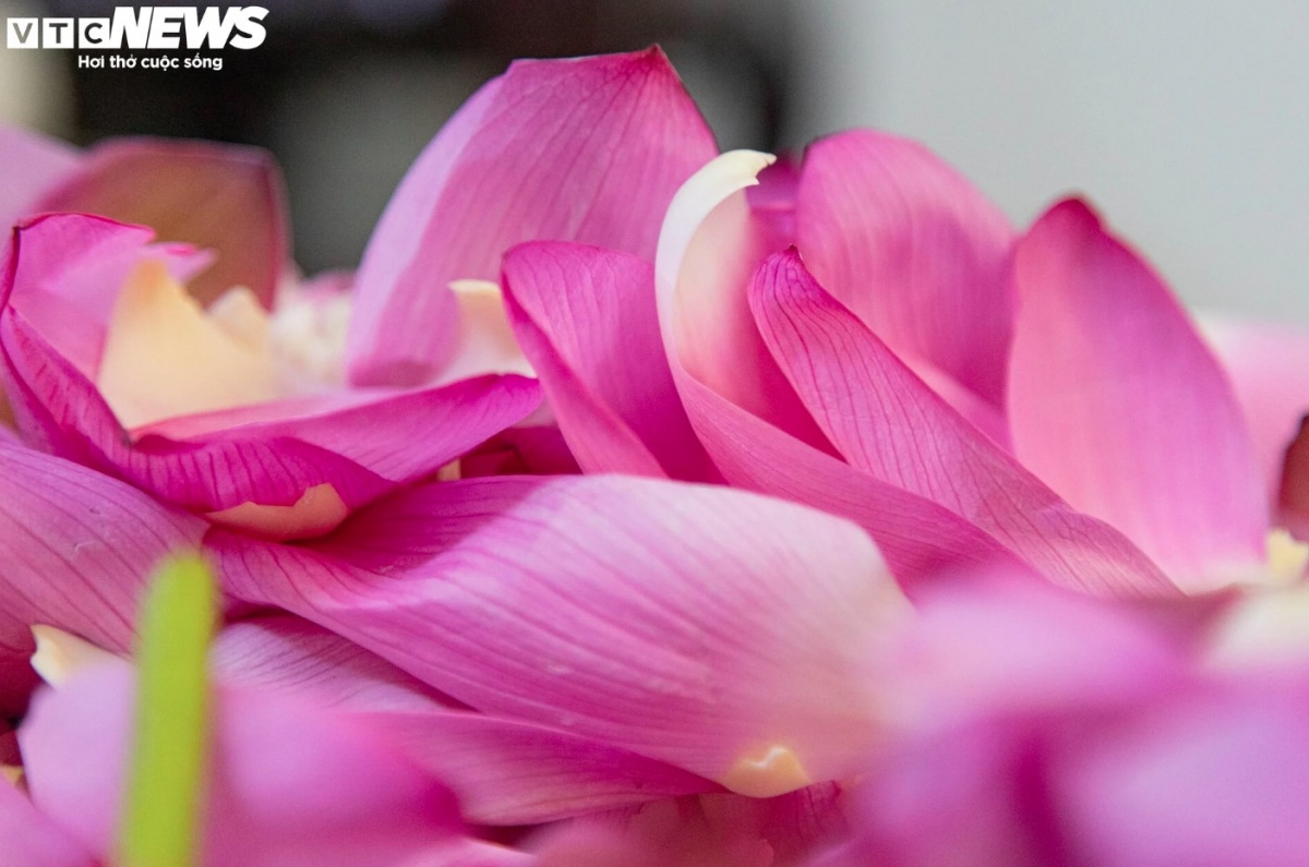 Getting the lotus anther is a key stage in the process of lotus tea making.