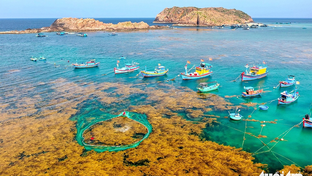 Located approximately 20km from the city centre, Nhon Hai fishing village is hidden under the mountains along the coast. The yellow-brown seaweed that is found beneath the crystal-clear blue water during seaweed season offers poetic coastal scenery for many tourists. (Photo: tuoitre.vn)