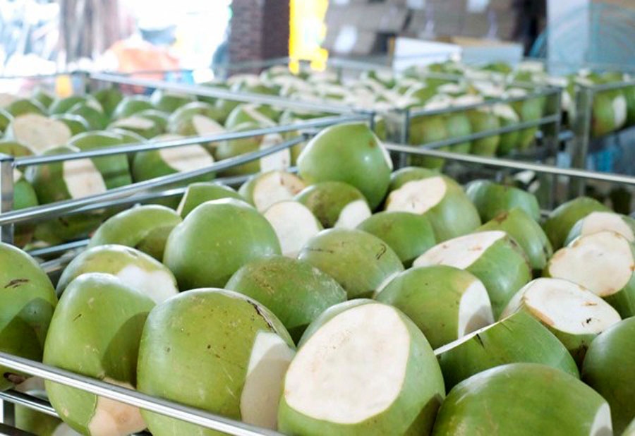 Vietnamese fresh coconut will be officially exported to China soon