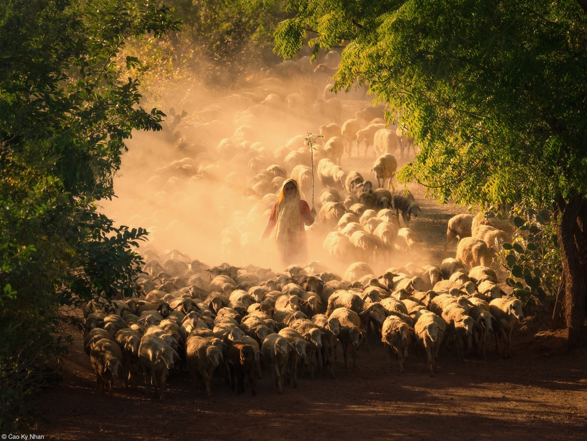 His entry “Sheep Farming Of the Cham People” wins second prize in the Food In The Field category in the UK’s Pink Lady Food Photographer of the Year Awards. (Photo courtesy of Cao Ky Nhan)