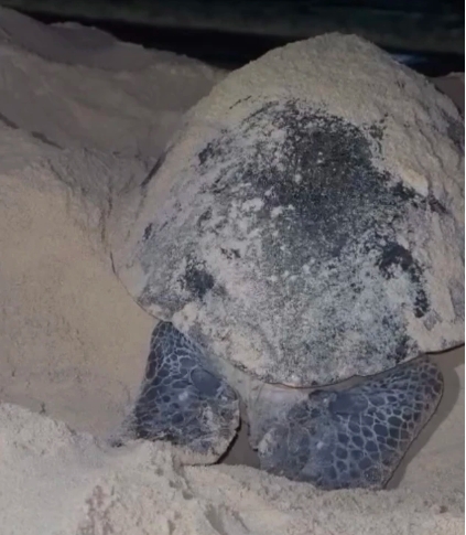 A sea turtle lays eggs on beach of in Nhon Hai commune (Photo: Thanh Nien)
