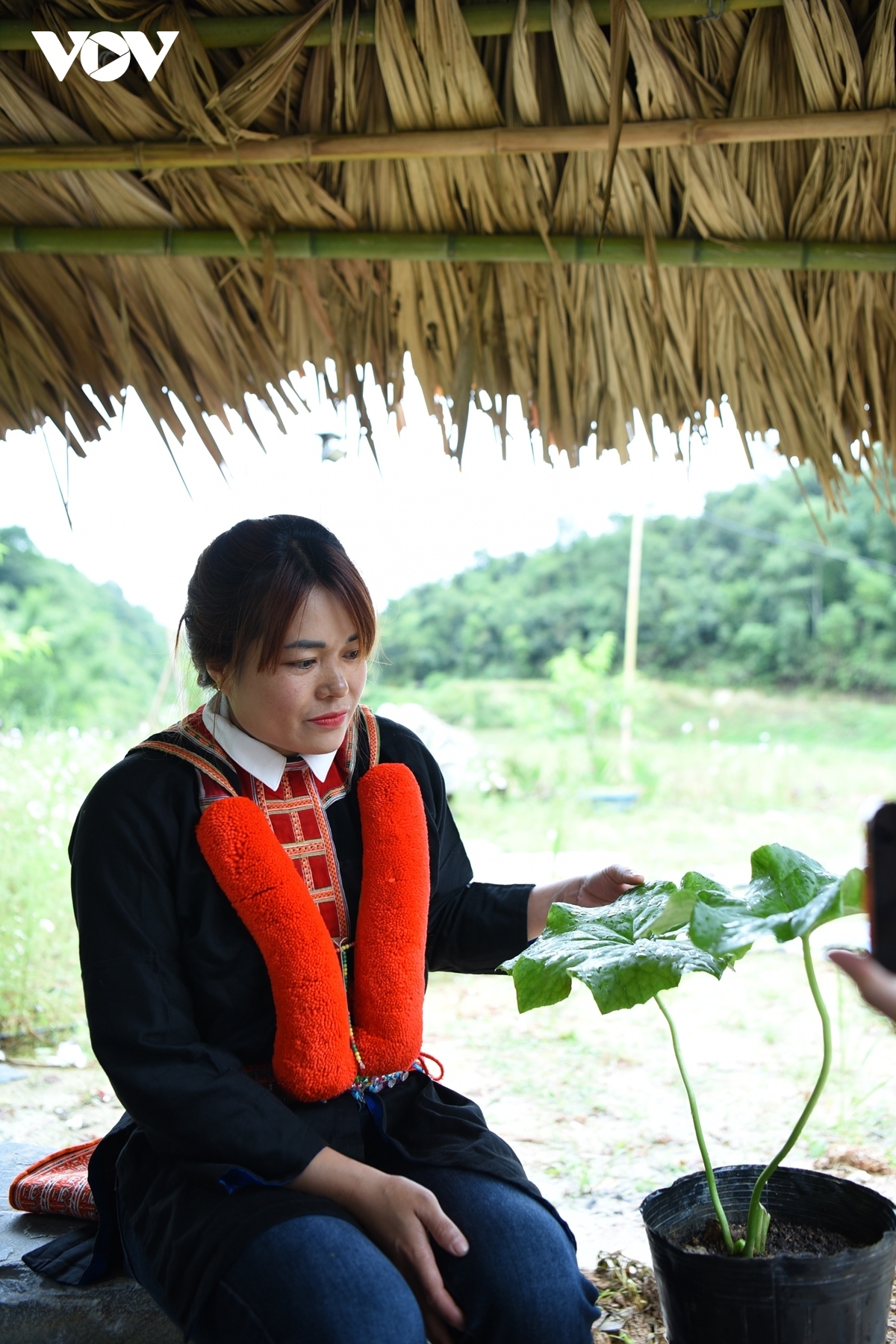 Community members are encouraged to grow medicinal plants right in their yard. In the photo is Bat giac lien, a medicinal plant used to treat liver disease, sore throat, tonsils, and especially snakebites.
