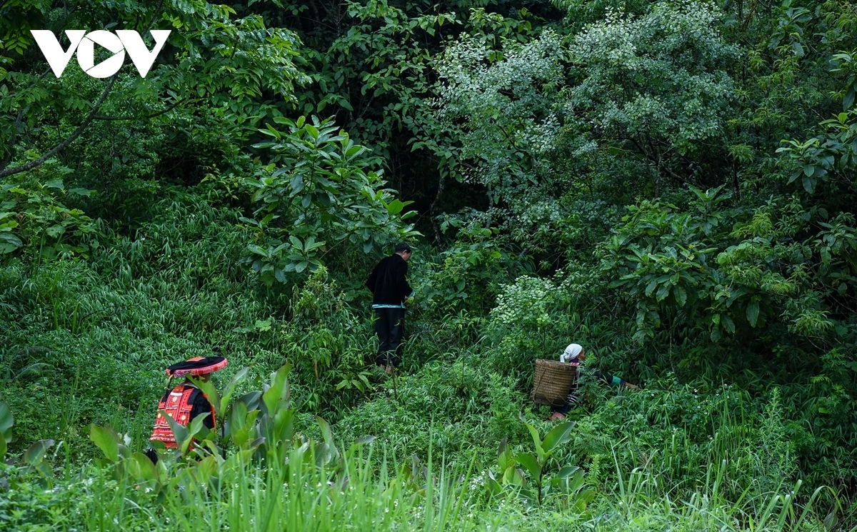 Since the establishment of the community, the members have fanned out to look for precious medicinal plants in the forests.