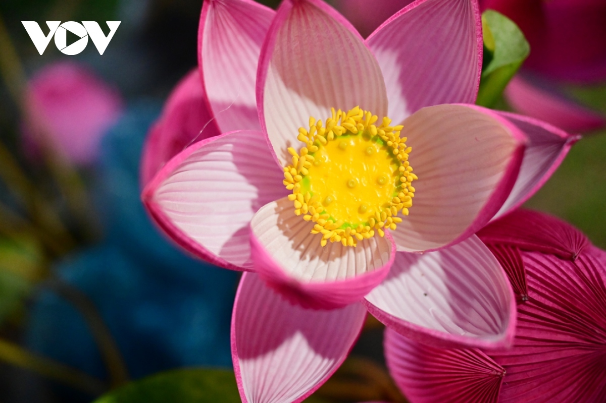 Paper lotus flowers capture a great attention from visitors in the exhibition space.