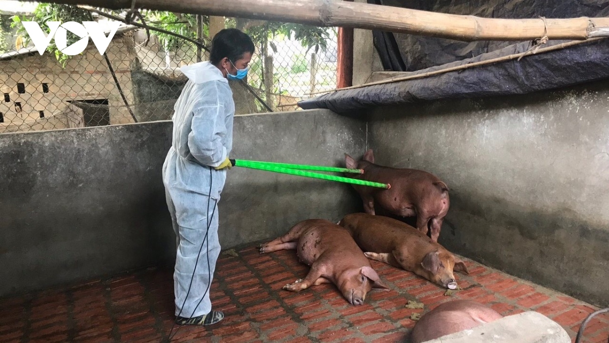 Examining pigs' health in Son La province, one of the African swine fever hotspots in Vietnam