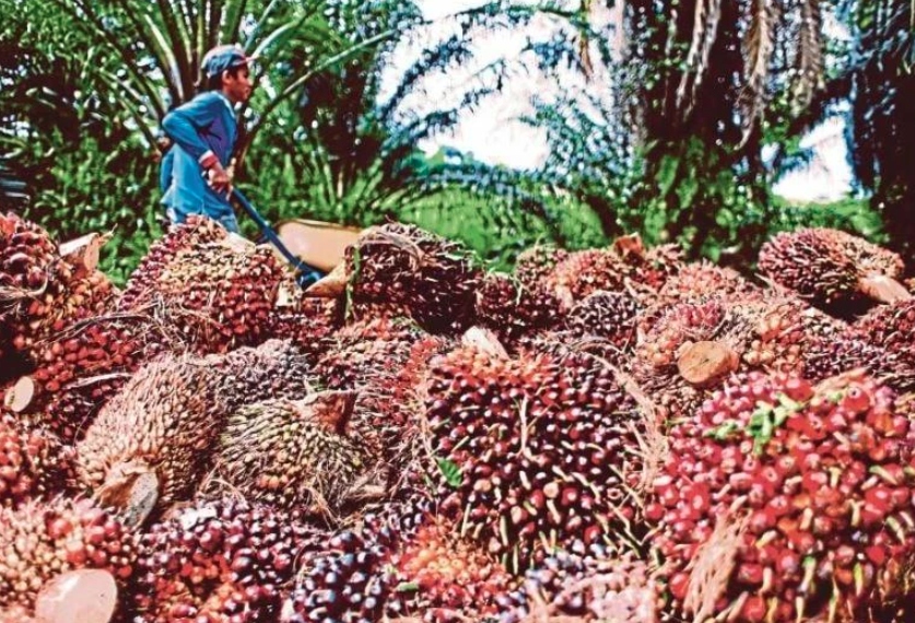 Palm oil is one of the Malaysian products exported to Vietnam. (Photo: NST)
