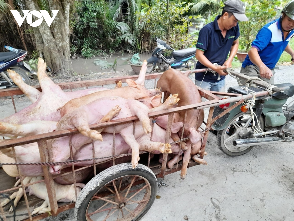 Transporting infected pigs for culling in Tien Giang province