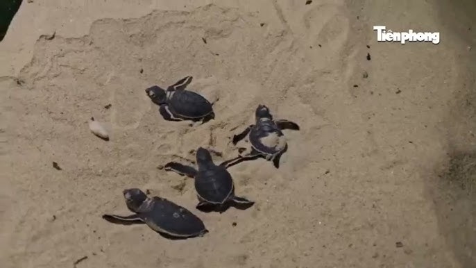 Endangered sea turtles hatch on a beach in central Vietnam. (Photo: tienphong.vn)