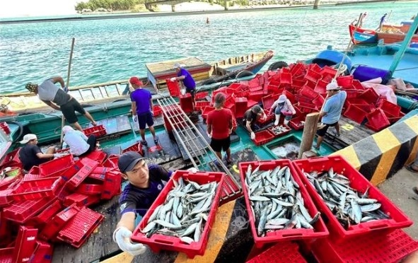 Processing ocean tuna in Binh Dinh