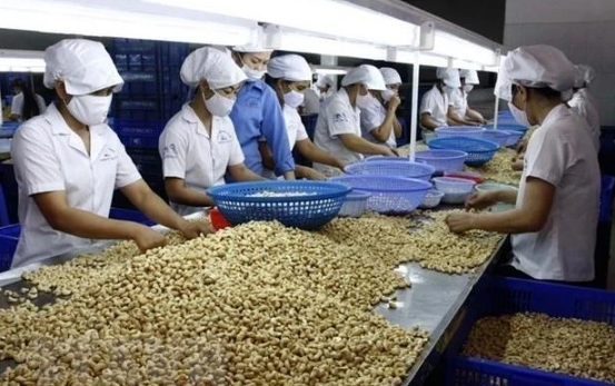 Cashew nut processing for export.