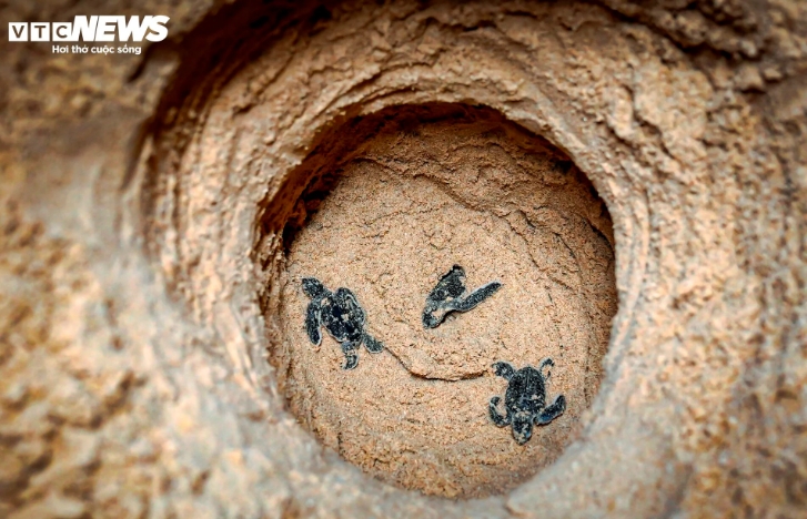 At midnight, a total of 47 baby sea turtles hatch under the close supervision of a group of local volunteers.