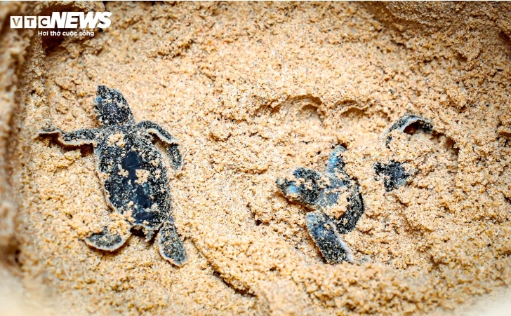 According to Nguyen Ton Xuan Sang, head of the community group for protecting aquatic resources in Nhon Hai commune, the hatchlings came out from a nest consisting of 102 eggs.