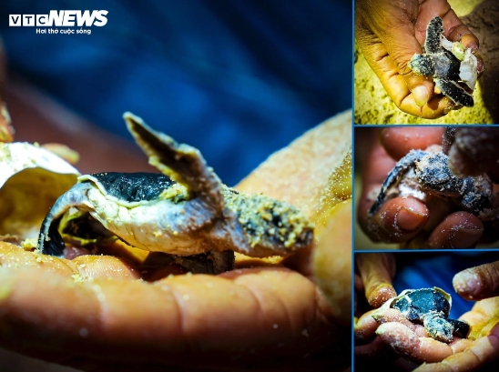 He noted that the mother turtle had returned to the sea after laying her eggs. Earlier, 57 baby turtles also came out from the first nest of 103 eggs.