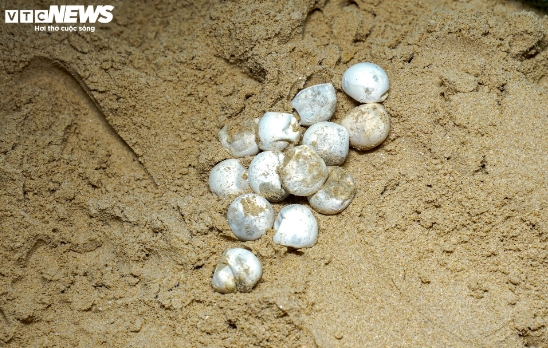 Sang shared that these are green sea turtles, also known as chelonia mydas. They are among one of the endangered species listed in the Red Book.