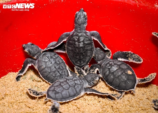 In May and June, several mother turtles had come ashore to lay eggs in Nhon Hai commune before then returning to the sea. About 400 turtle eggs were counted during the reviewed period.