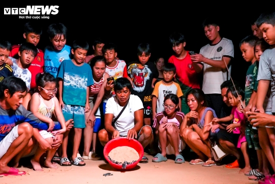 After news spread of the impending hatching, many adults, children, and tourists gathered at the beach in Nhon Hai commune as they eagerly waited to witness the moment when the tiny baby turtles emerge and make their way through the sand and into the sea.