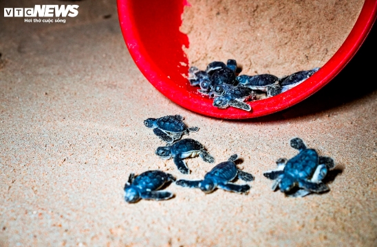 Sang revealed that turtle eggs typically hatch at night before then making their way to the water’s edge to begin their journey to the sea.