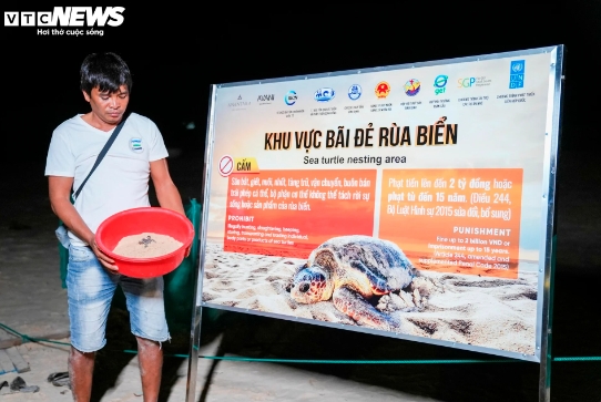As many sea turtles lay their eggs on Quy Nhon beach, local authorities have zoned part of the beach off in order to make it a nesting place for turtles. They have also taken other steps by setting up a volunteer group specifically aimed at protecting the endangered species.