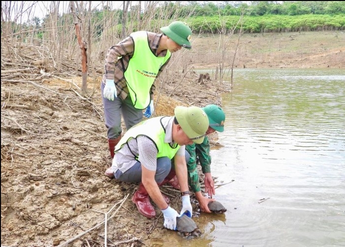 Captured wildlife animals are released back to nature (Photo: laodong.vn)