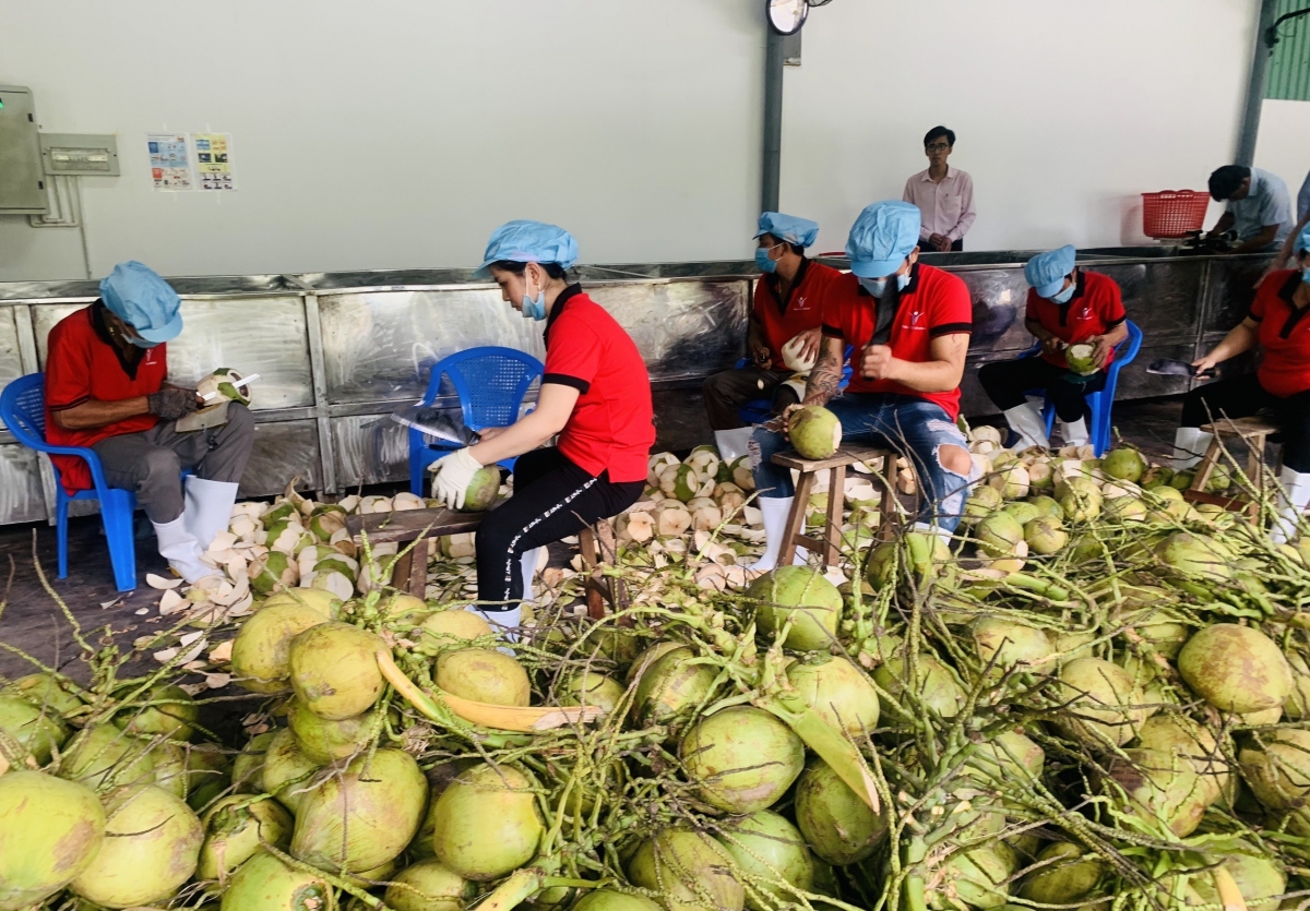 Fresh coconut is one of the fruits officially exported to China