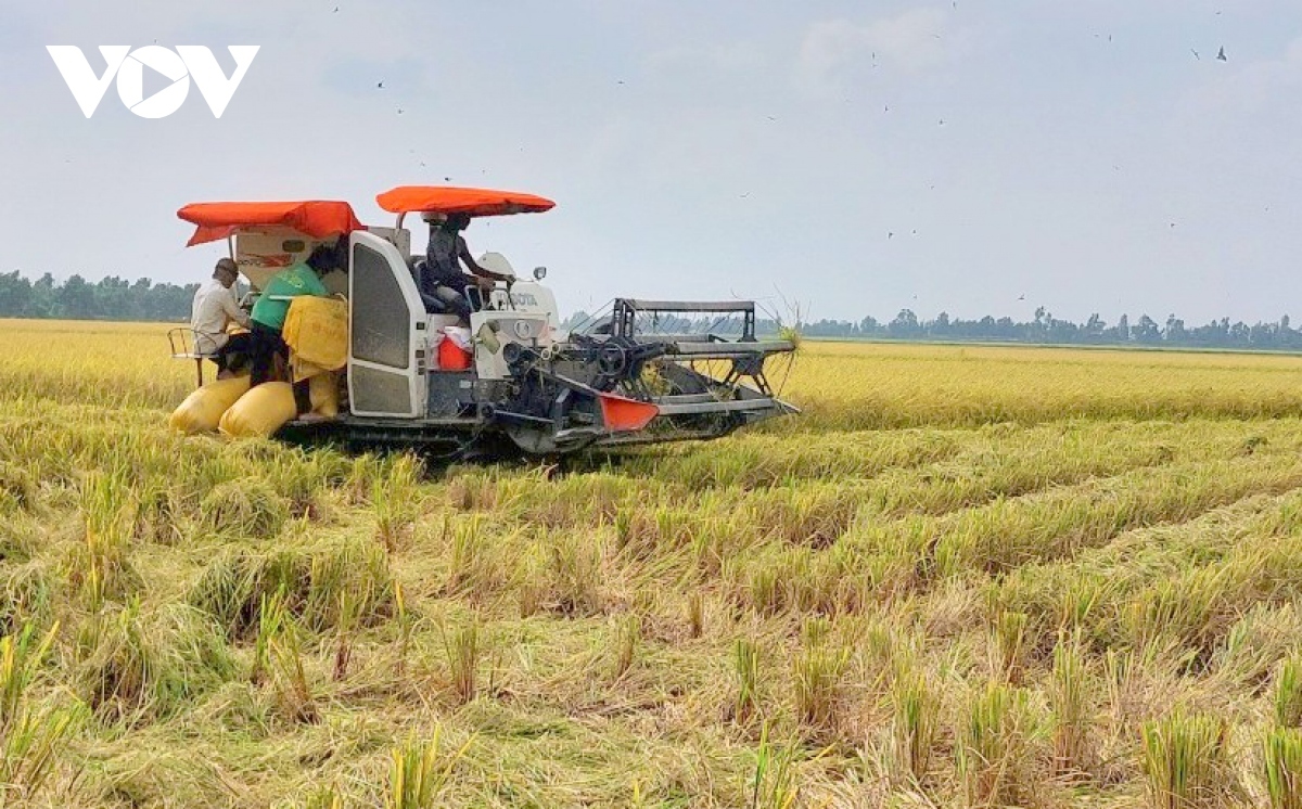 Harvesting rice in the Mekong Delta (Illustrative image)