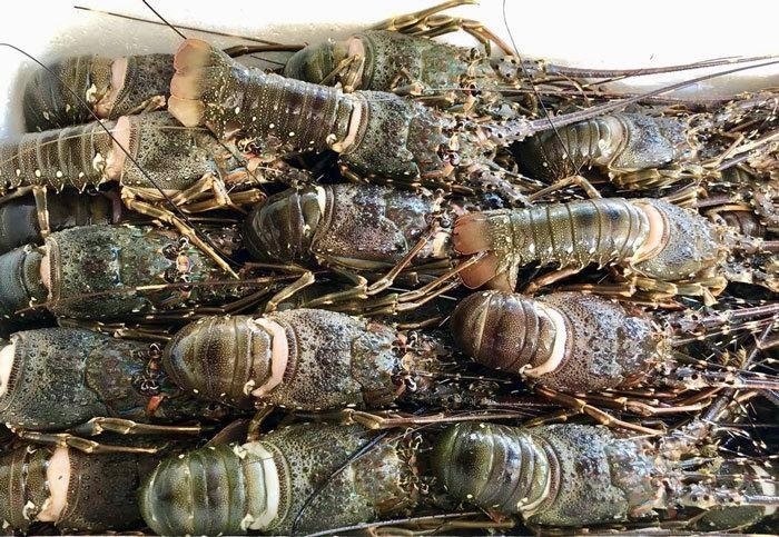 Lobster exports to China enjoy three-digit growth in the first six months of this year 