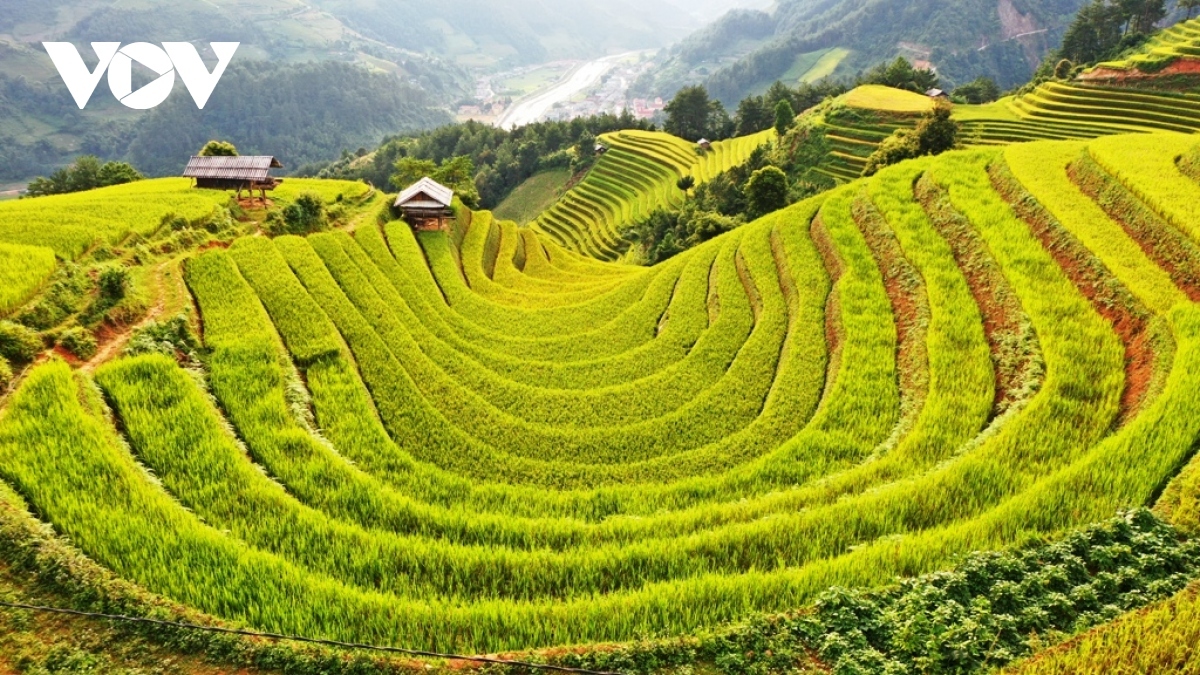 Terraced rice fields in Mu Cang Chai district 
