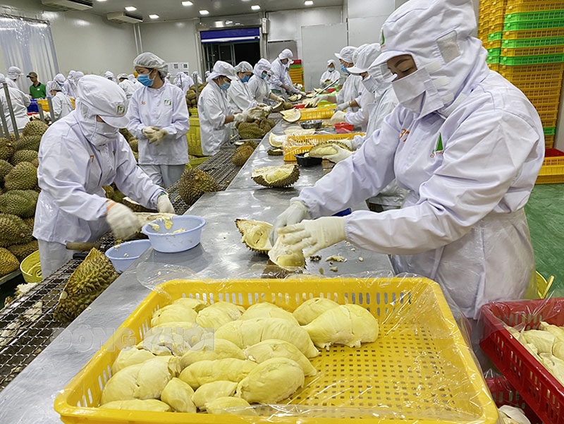 Processing frozen durian pulps for export in the Mekong delta province of Ben Tre. (Photo: baodongkhoi.vn)