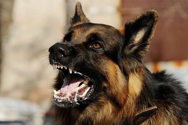 Once a rabies attack occurs, the mortality rate is almost 100% for both humans and animals