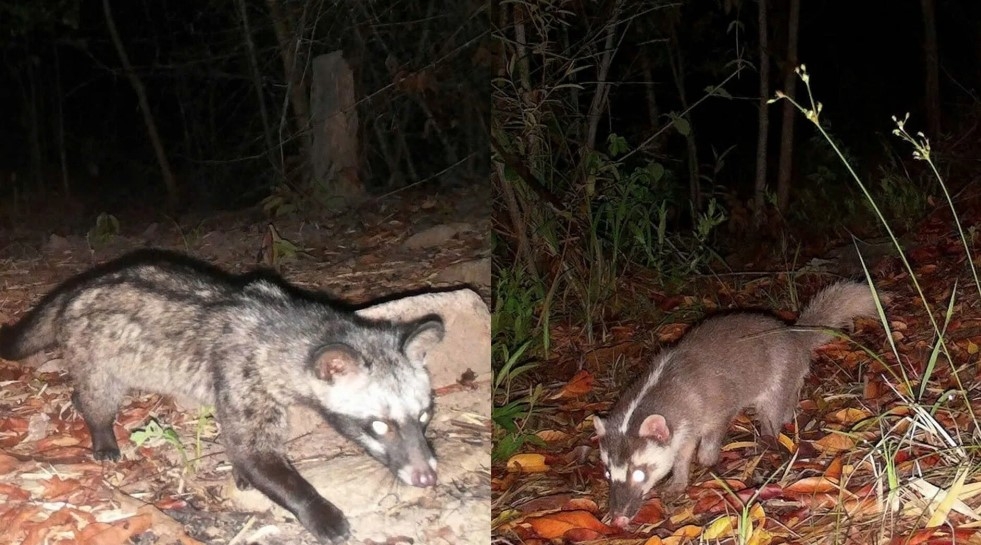 A palm civet (Paradoxurus hermaphroditus) found in the area.