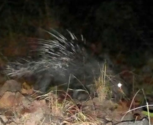Pictured is a hedgehog (Hystrix brachyuran).