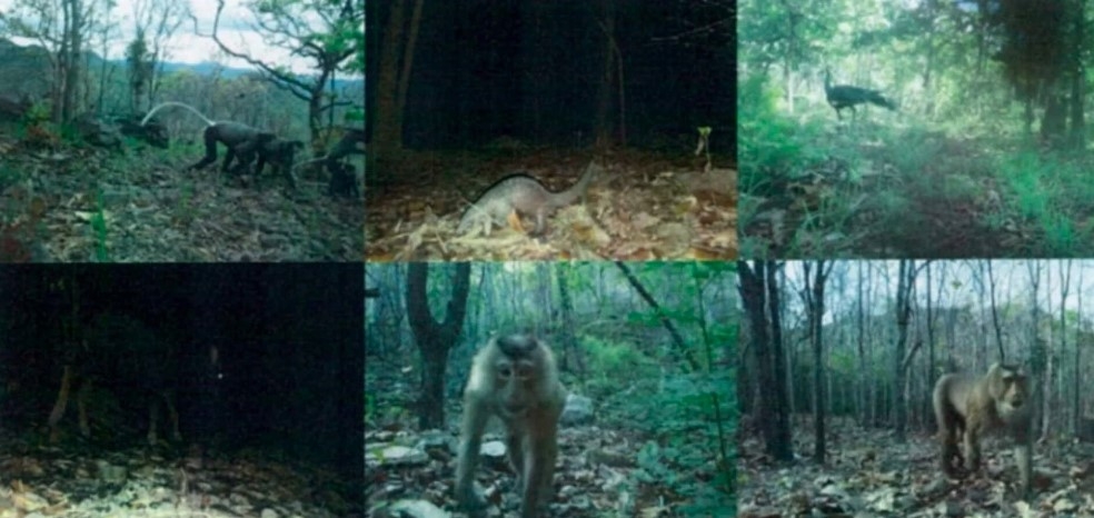 They have recorded a number of endangered, rare, and precious species in need of conservation, such as black-shanked douc langur (Pygathrix nigripes), Javan pangolin (Manis javanica), green peafowl (Pavo muticus), Sumatran serow (Capricornis sumatraensis), and pig-tailed macaque (Macaca leonina).