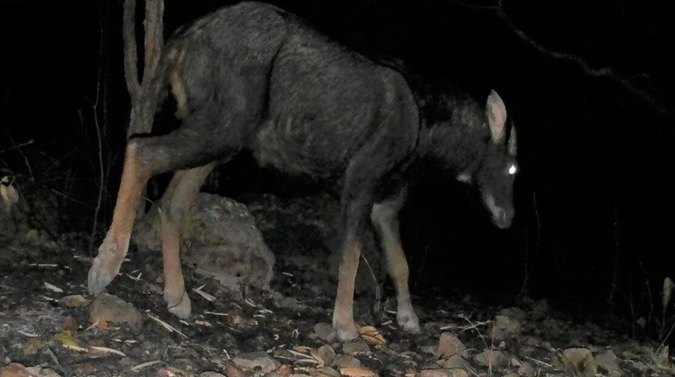 Most notably, this is the first time that the Sumatran serow has been recorded in the dry deciduous dipterocarp forest in Vietnam.