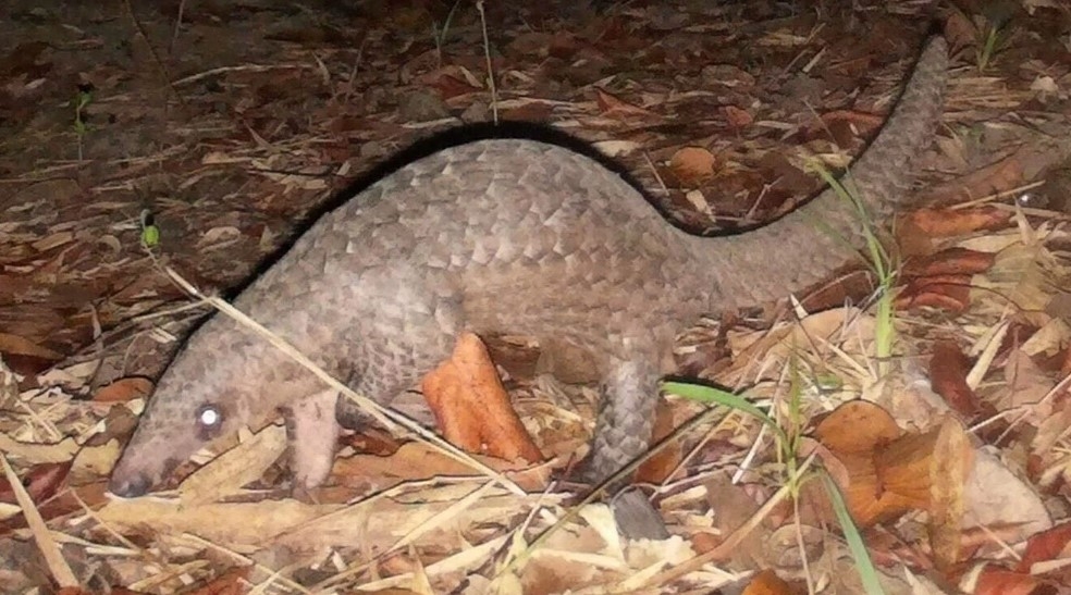 Javan pangolin is listed as one of the rare and threatened species subject to priority protection.
