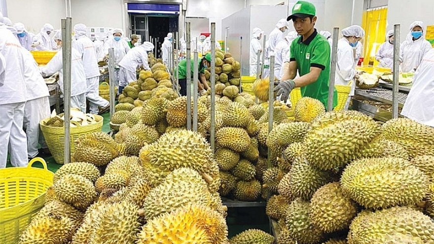 Sorting out durian for export to China