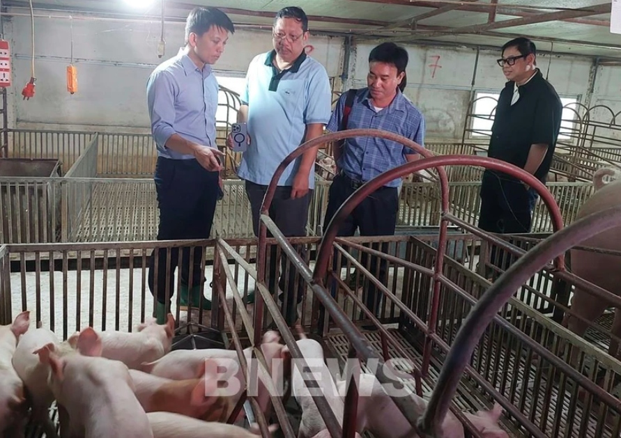 AVAC General Director Nguyen Van Diep ( first, left) and representatives from the Philippine enterprises inspect a farm with vaccinated pigs.