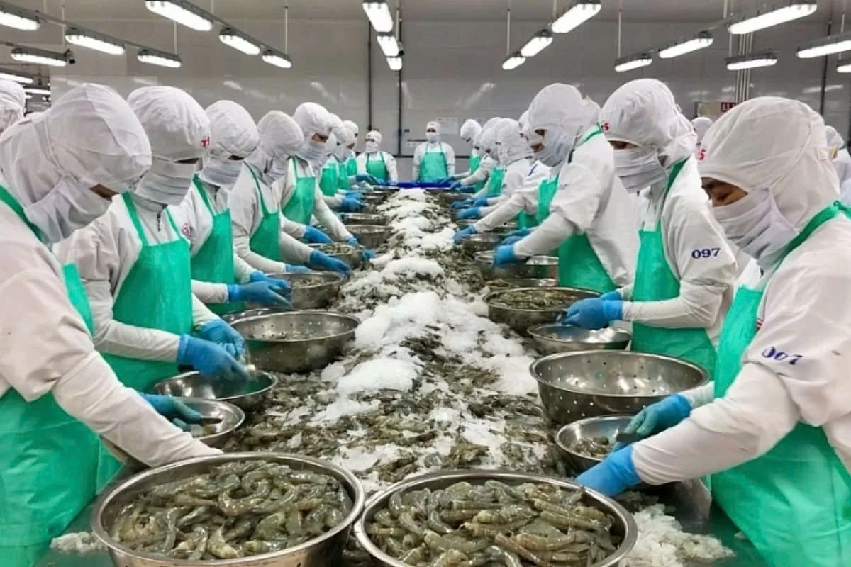 Processing shrimp for export in southern Vietnam. (Photo: VASEP)