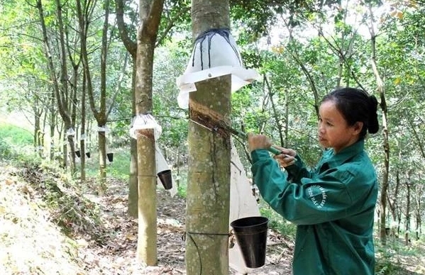 A worker extracts rubber latex. Vietnam exported about 1.12 million tonnes of rubber worth US$1.76 billion during the first eight months of 2024.