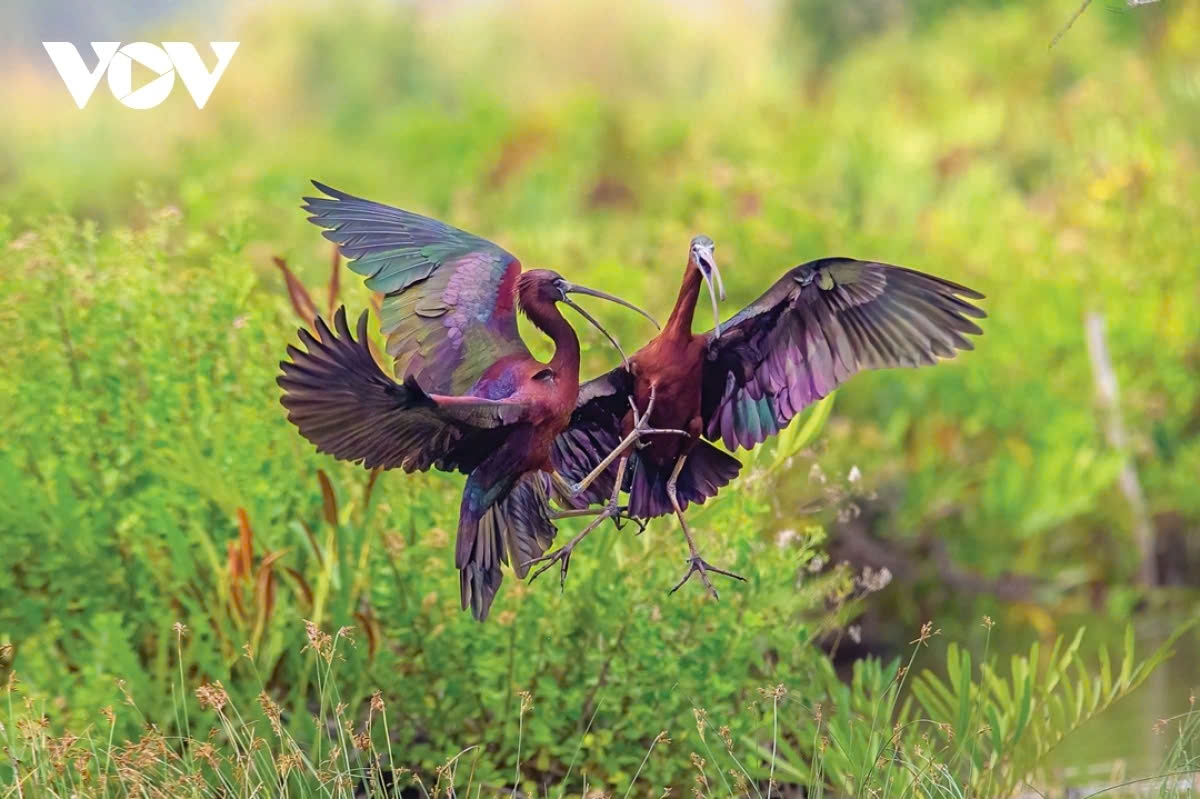 Over the past decade, wildlife photography, particularly the capturing of images of birds and mammals in Vietnam, has rapidly developed. Currently, hundreds of photographers in the country are passionately and diligently documenting the beauty of wild animals. (The black-faced spoonbill by author Duong Tran Hai)