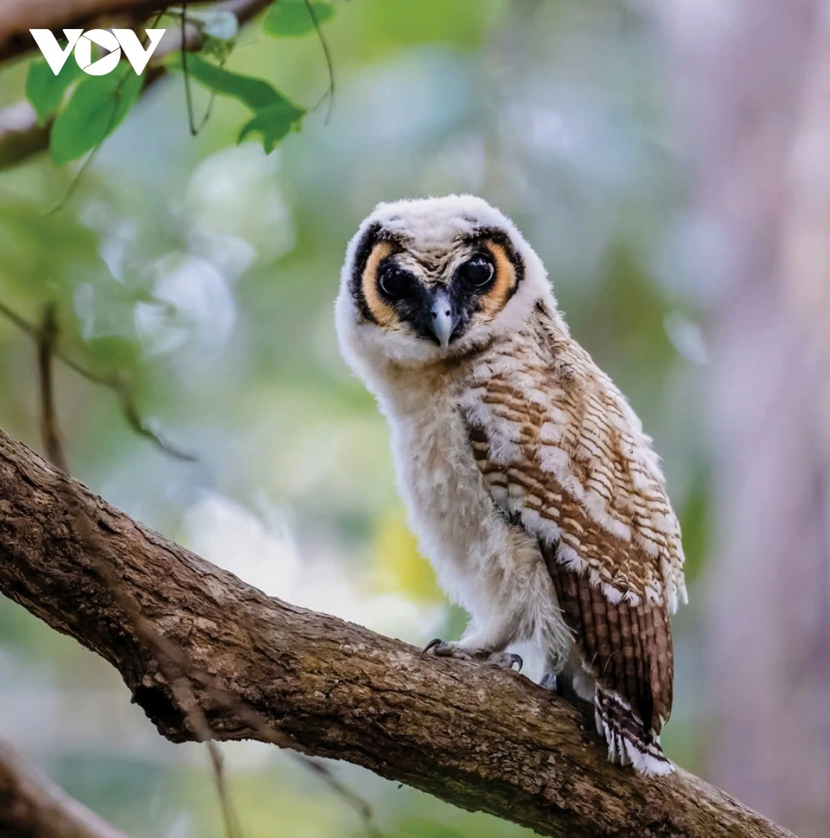 Wildlife photography is actively promoting a love for nature and raising public awareness about the importance of conserving bird and animal species, as well as their habitats. Photographers capture the beauty and diversity of these creatures, such as the Hù (likely referring to a type of owl), showcasing their unique behaviors and environments. This effort helps to inspire a deeper appreciation for wildlife and the need for conservation initiatives to protect these vital ecosystems.