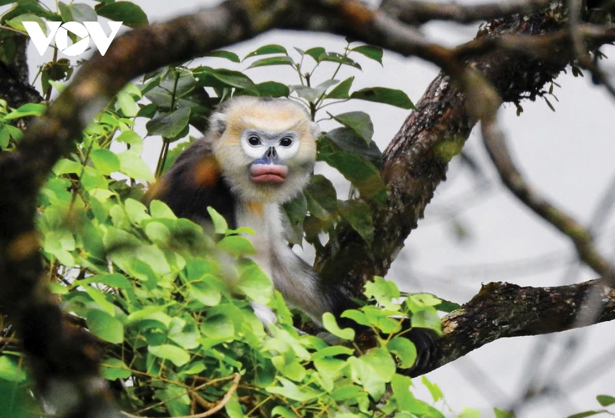 Let’s have a look at some of the award-winning photos from the competition. This is the winning photo featuring the nose-bleed langur by Chung Van Thanh.