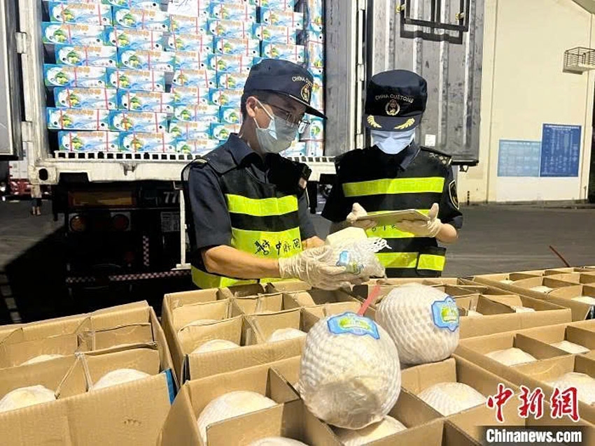 Customs officers in Hekou, Yunnan Province, China, conduct inspections of the first shipment of fresh coconuts imported from Vietnam. (Photo: Chinanews)