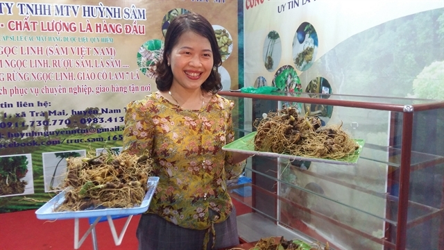 A woman offers Ngoc Linh ginseng roots at monthly ginseng fair in Nam Tra My District of Quang Nam Province. The province plans to host the first ever International Ngoc Linh Ginseng Festival in 2025. (VNS Photo Cong Thanh)
