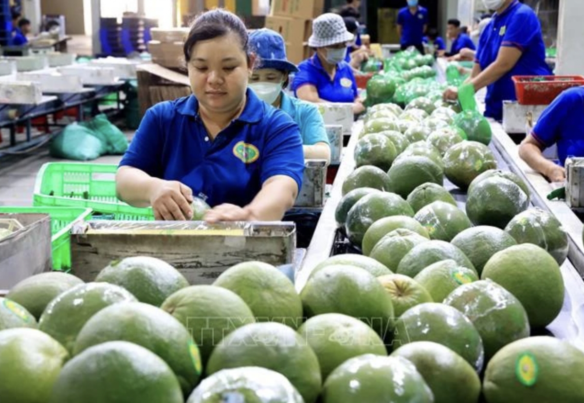 Packing green-skinned pomelos for export in Mo Cay Bac district, Ben Tre province (Photo: VNA)