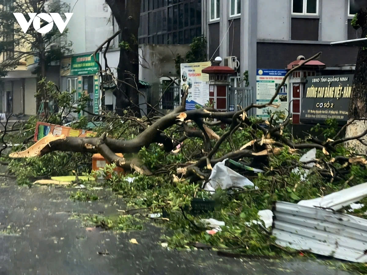 A large number of trees are either broken and toppled or uprooted in Quang Ninh province during the height of the typhoon